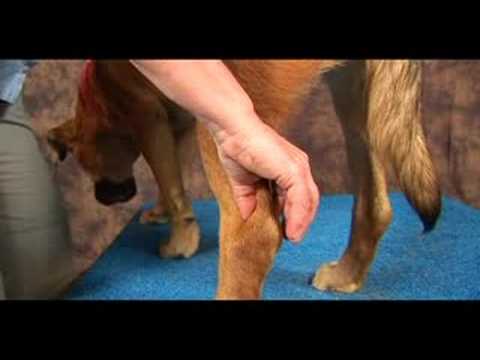 Köpek Bilek Artrit İçin Akupunktur : Köpek Bilek Artrit İçin Akupunktur: Kunlun Dağ