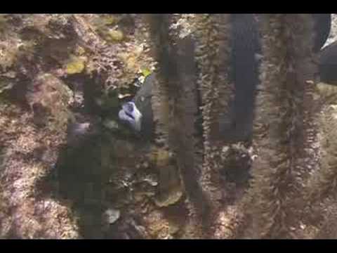 Mercan Resif Deniz Yaşamı Tanımlama : Mercan Resif Balık: Gri Melek Balığı