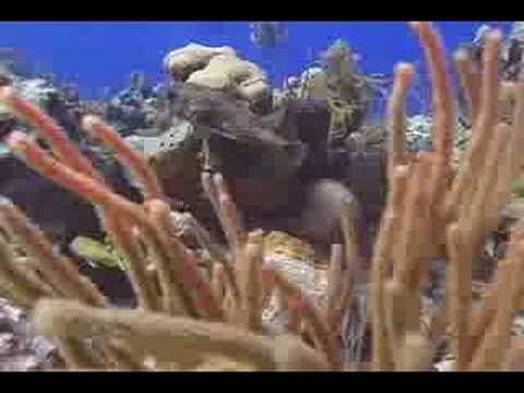 Mercan Resif Deniz Yaşamı Tanımlama : Mercan Resif Balık: Kirpi