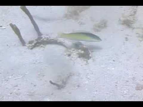 Mercan Resif Deniz Yaşamı Tanımlama : Mercan Resif Balık: Yellowhead Akya