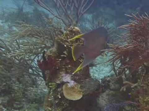 Karayip Balık Tanımlama: Balık Tanımlama: Mavi Melek Balığı