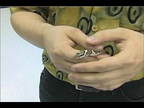Nasıl Bir Leopar Gecko Bakımı: Bir Gecko İşleme