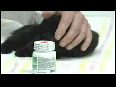 Yeni Kedi Bakımı : Kedi Vitamin Takviyesi