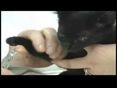 Yeni Kedi Bakımı : Kesme Kedi Çivi