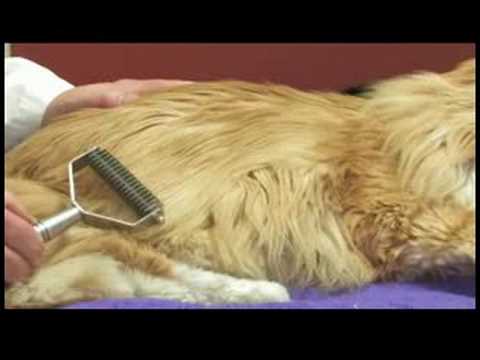 Keçeleşmiş Kürk İçin Bir Kedi Nasıl Davranılacağını Sağlık İpuçları Kedi : 