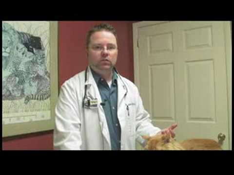 Kedi Sağlık Bakım İpuçları : Bir Kedi Üzerinde Bir Manevra Yapmak İçin Nasıl Ya Da Küçük Köpek