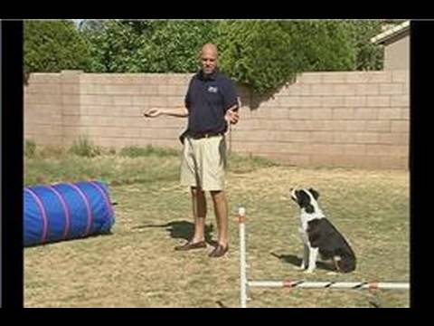 Çeviklik Köpek Eğitim: Komut : Komut Üzerinde Çeviklik Köpek Eğitim: Engel Geçin 