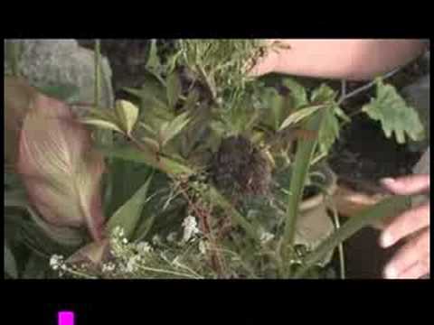 İpuçları Bahçe: Kadife Çiçeği (Tagetes) Büyümeye Nasıl