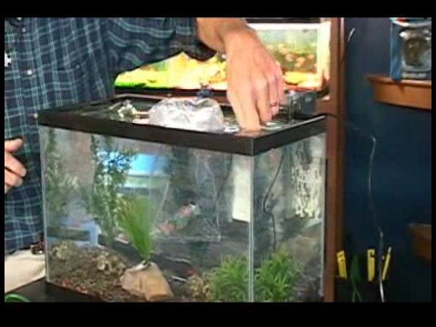 Akvaryum Seçimi : Akvaryum İçin Balık Ekleme 