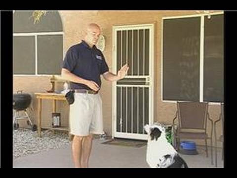 Kalmak İçin Bir Köpek Öğretim : Bir Köpek Dur Komutu Test 