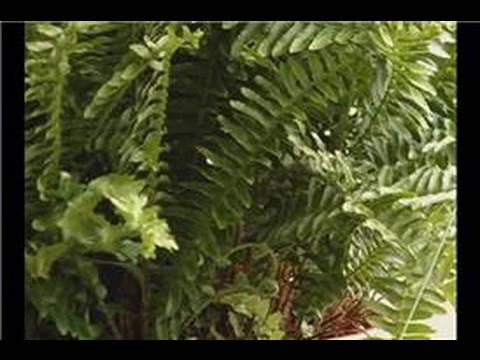 Asılı Sepet Bitkiler Büyüyen : Asılı Sepet İçinde Büyüyen Eğrelti Otları 