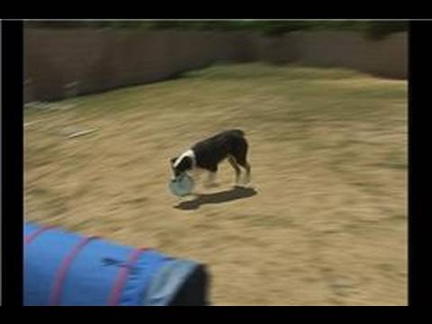 Bir Köpek Bir Frizbi Yakalamak İçin Eğitim : Köpek Hileci: Bir Köpek Çalıştırmak İçin Hazırlanıyor 