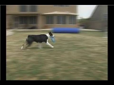 Bir Köpek Bir Frizbi Yakalamak İçin Eğitim : Köpek Hileci: Zamanlama Frizbi Yakalar