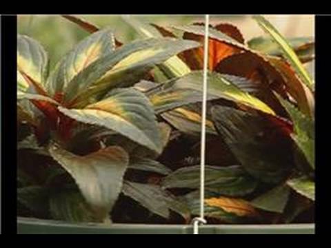 Büyüyen Asılı Sepet Bitkiler : Büyüyen Yeni Gine Lizzie