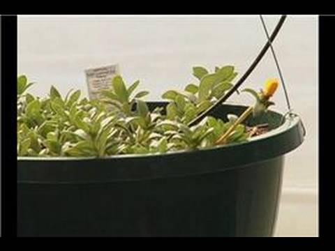 Büyüyen Asılı Sepet Bitkiler : Portulaca Asılı Sepetleri
