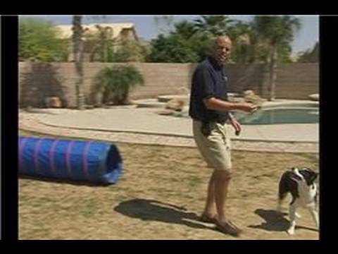 Köpek Eğitim Tüneli Komutu : Köpek Eğitim Tüneli Komut: Güvenli İniş