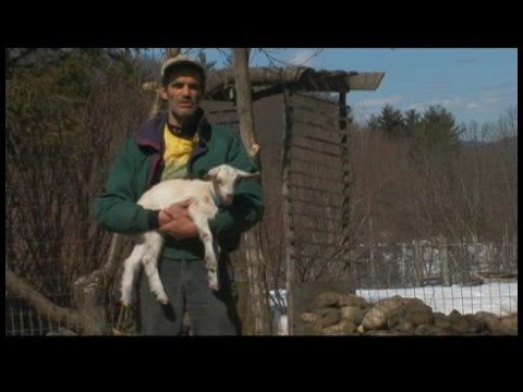 Süt Keçi Büyütmek: Keçi Yetiştirme: Emek Ve Doğum