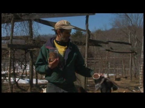 Süt Keçi Büyütmek: Keçi Yetiştirme: Gıda Ve Su
