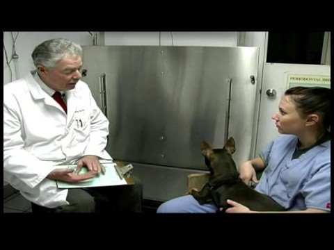 Temel Köpek Bakımı : Yeni Köpek Aşıları