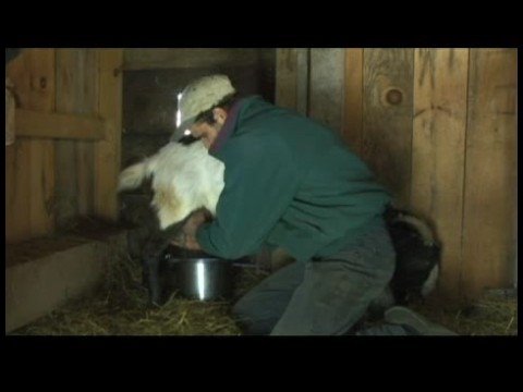 Yükselterek Süt Keçi: Nasıl Bir Süt Keçi Süt