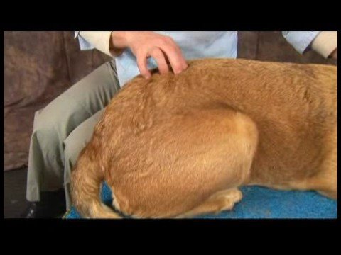 Köpek Acupressure İçin Geri Sorunlar: Köpek Acupressure İçin Geri Sorunlar: İnce Bağırsak