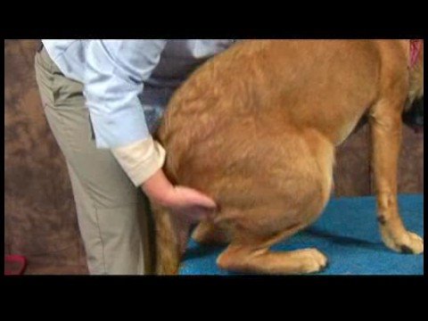 Köpek Acupressure İçin Kalça Dysplasia: Bulma Köpek Acupressure Noktaları İçin Kalça Dysplasia