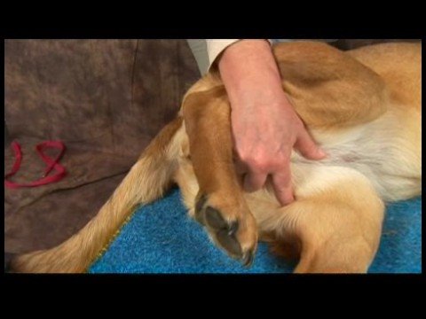 Köpek Acupressure İçin Kalça Dysplasia: Köpek Acupressure İçin Kalça Dysplasia: Komisyon Orta