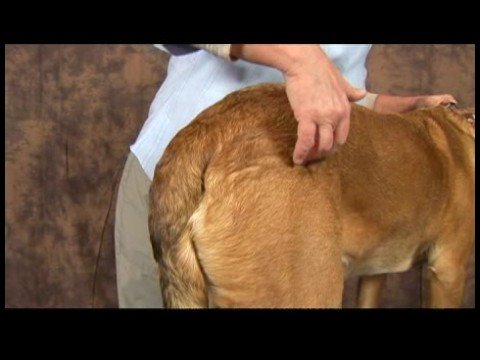 Köpek Acupressure İçin Kalça Dysplasia: Köpek Acupressure İçin Kalça Dysplasia: Sabit Dikiş