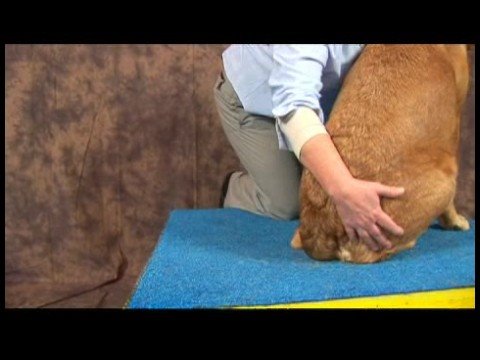 Köpek Acupressure İçin Kalça Dysplasia: Köpek Acupressure İçin Kalça Dysplasia: Sıçrama Çevreleyen