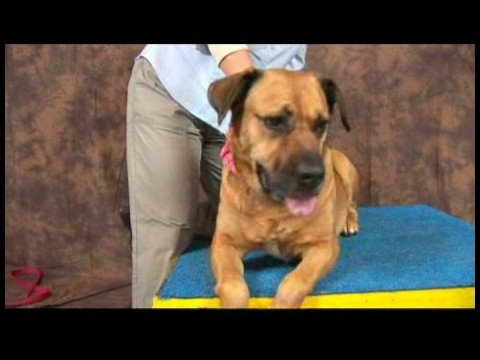 Köpek Acupressure İçin Kalça Dysplasia: Köpek Acupressure Noktaları İçin Kalça Dysplasia