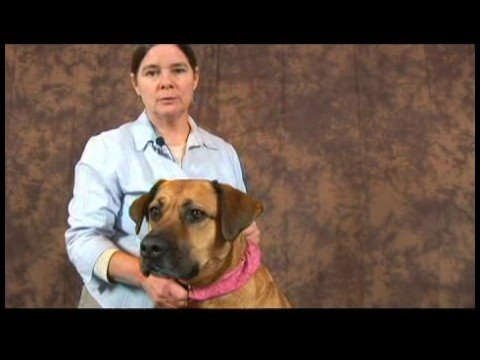 Köpek Acupressure İçin Kalça Dysplasia: Köpek Acupressure Yararları İçin Kalça Dysplasia