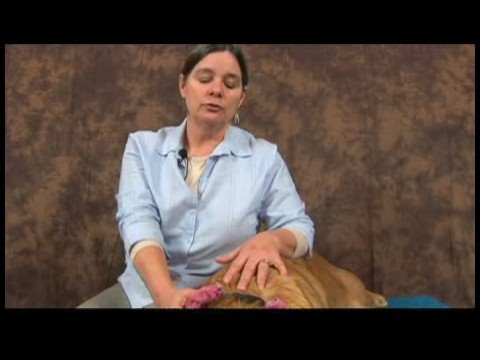 Köpek Dirsek Artrit İçin Akupunktur : Dirsek Artrit İçin Köpek Akupunktur Faydaları 