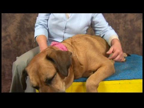 Köpek Dirsek Artrit İçin Akupunktur : Dirsek Artrit İçin Köpek Akupunktur Noktaları 