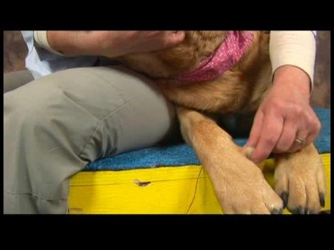 Köpek Dirsek Artrit İçin Akupunktur : Dirsek Artrit İçin Köpek Akupunktur: Valley Katılmadan 