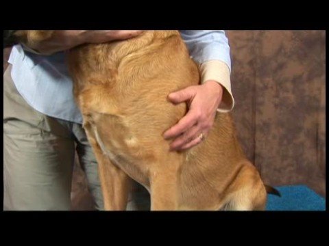Köpek Dirsek Artrit İçin Akupunktur : Köpek Dirsek Artrit İçin Akupunktur: Çarpık Havuzu