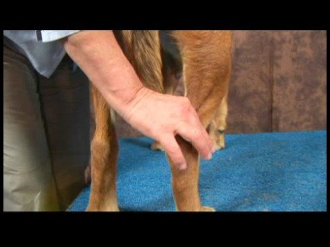 Köpek Dirsek Artrit İçin Akupunktur : Köpek Dirsek Artrit İçin Akupunktur: Kunlun Dağ