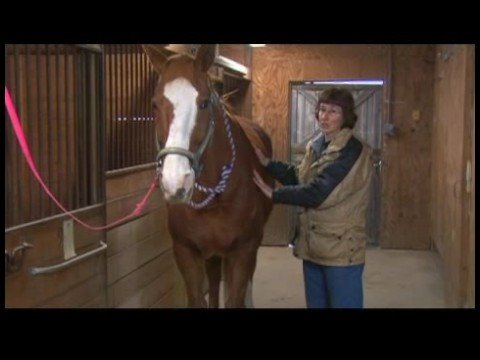 At Masaj Değerlendirme: At Masaj İçin Yaralanmaları Değerlendirilmesi