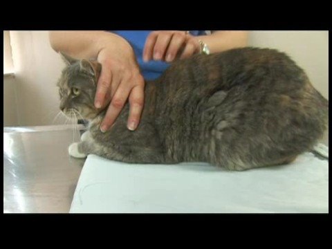 Kedi Bakım İpuçları: Kedi Damat: Banyo