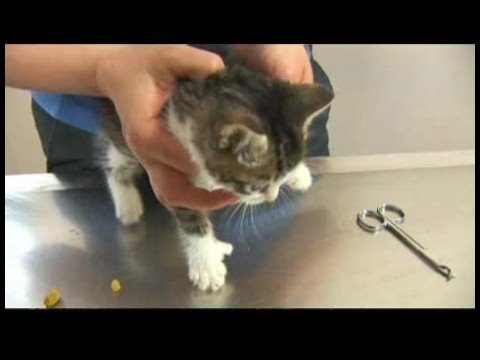 Kedi Bakım İpuçları: Kedi Damat: Süs Tırnak
