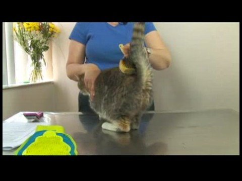 Kedi İpuçları Bakım: Gösteri Fırçalama Damat Kedi