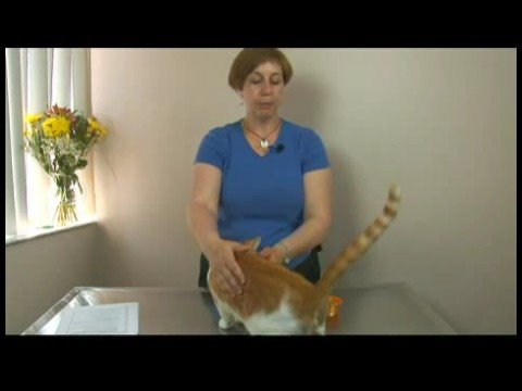 Kedi İpuçları Bakım: Normal Kedi Kendi Kendine Damat