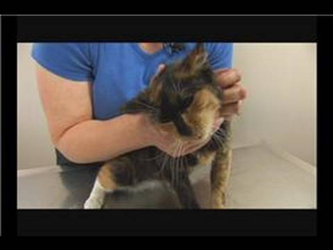 Kedi Sağlık Ve Tıbbi Sorunlar : Kedi Sağlığı: Üst Solunum Yolu Enfeksiyonları