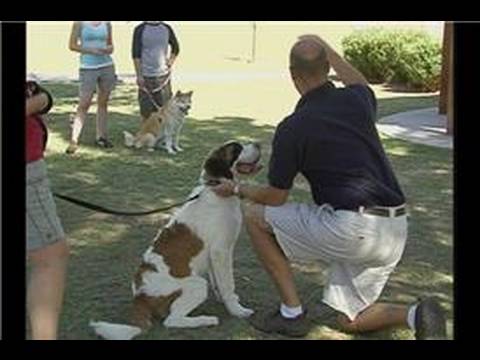 Köpek Çeviklik Eğitim Temelleri : Köpek Çeviklik Eğitim Yerleri