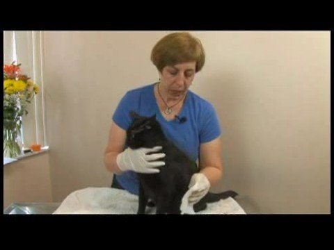 Ortak Kedi Sağlık Problem: Kanama Kedi Bakımı