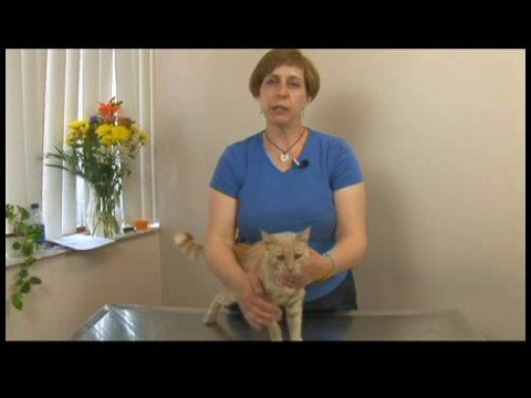 Ortak Kedi Sağlık Problem: Kedi Kilo Kaybı Tanımlama