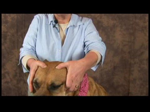Romatizmalı Köpekler İçin Akupunktur : Akupunktur Köpek Parmak Konumlandırma