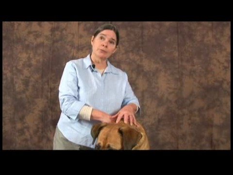 Romatizmalı Köpekler İçin Akupunktur : Köpek Akupunktur Meridyenleri