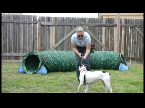 Temel Köpek Eğitim İpuçları : Kazanmak Bir Köpek\'nın Güven: Köpek Eğitim İpuçları