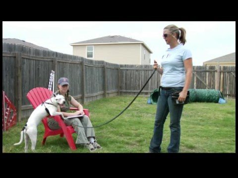Temel Köpek Eğitim İpuçları : Köpek Gözlem: Köpek Eğitim İpuçları