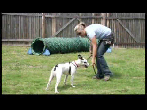 Temel Köpek Eğitim İpuçları : Kullanarak Köpek Eğitim Davranır 